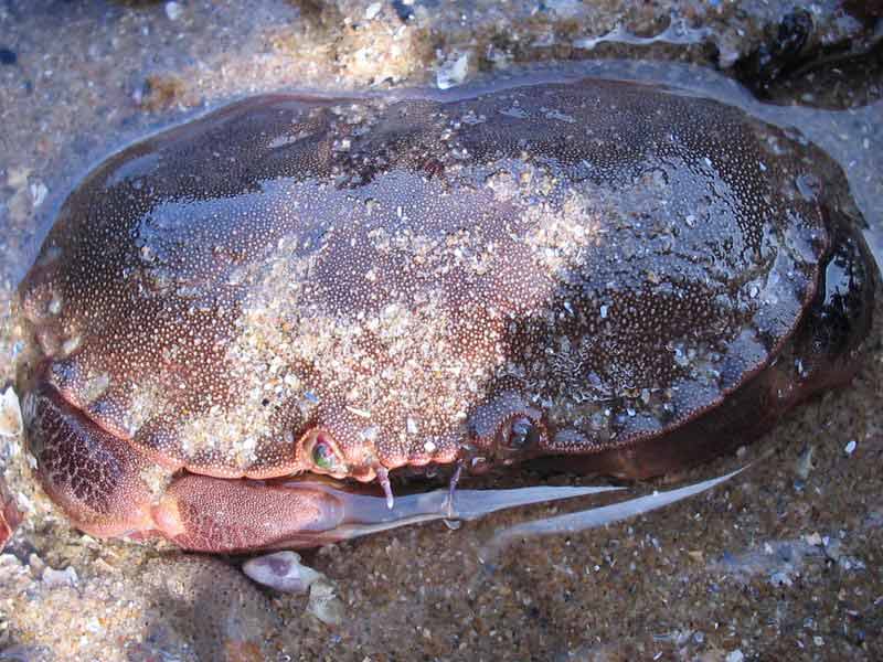 Dark brown Cancer pagurus hiding its claws.