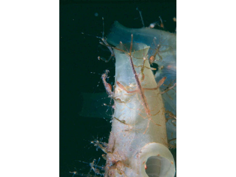 Image: Caprella mutica on a tunicate.