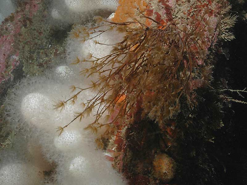 Carpomitra costata outlined against sea fingers.