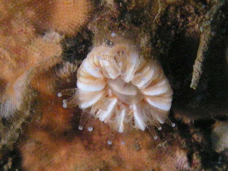 Close up of Caryophyllia inornata.