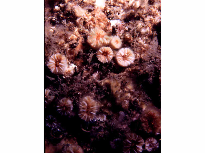 A few Caryophyllia inornata on rock surface.