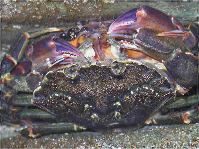 Two Carcinus maenas mating.