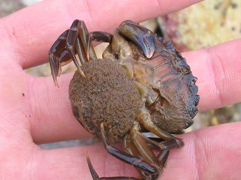 Egg-carrying Carcinus maenas from a rockpool.