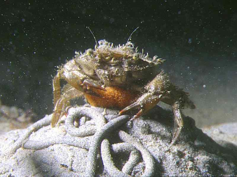 Carcinus maenas with eggs on Arenicola marina worm cast.