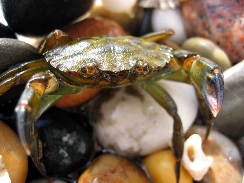 Frontal close up of the common shore crab Carcinus maenas.