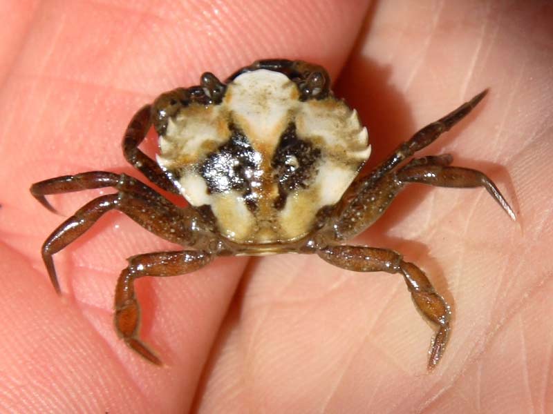 A juvenille Carcinus maenas crab.