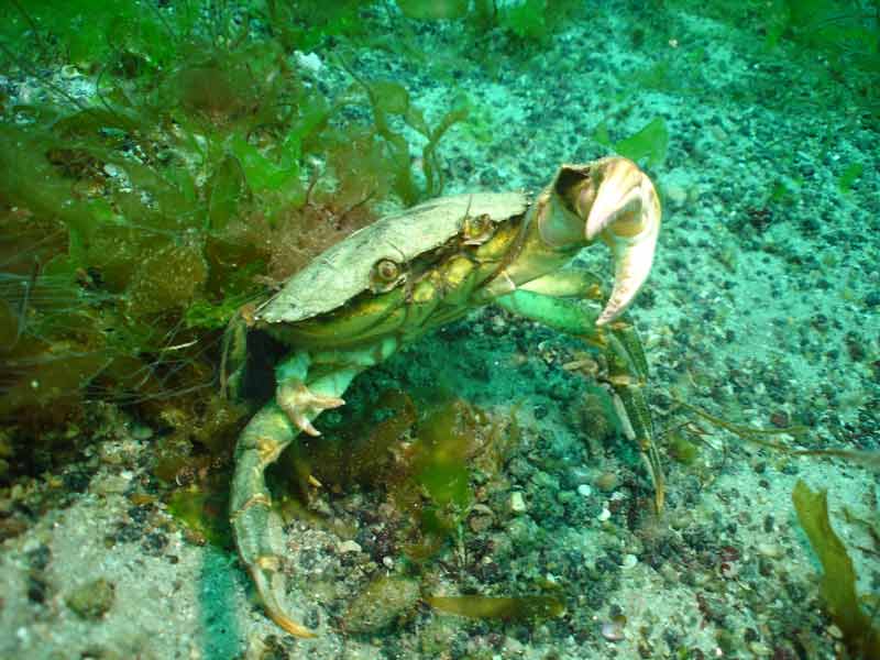 Carcinus maenas reaching for the camera.