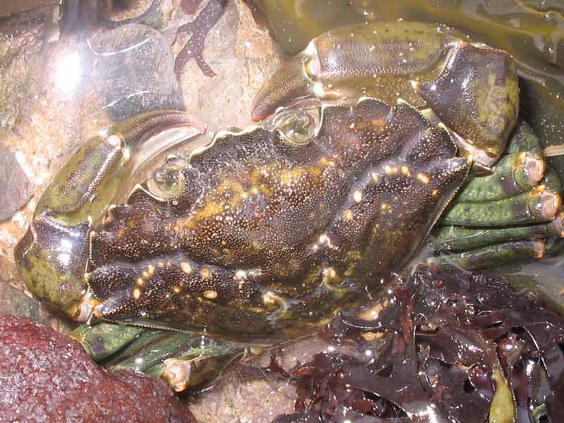 Dorsal view of Carcinus maenas out of the water.