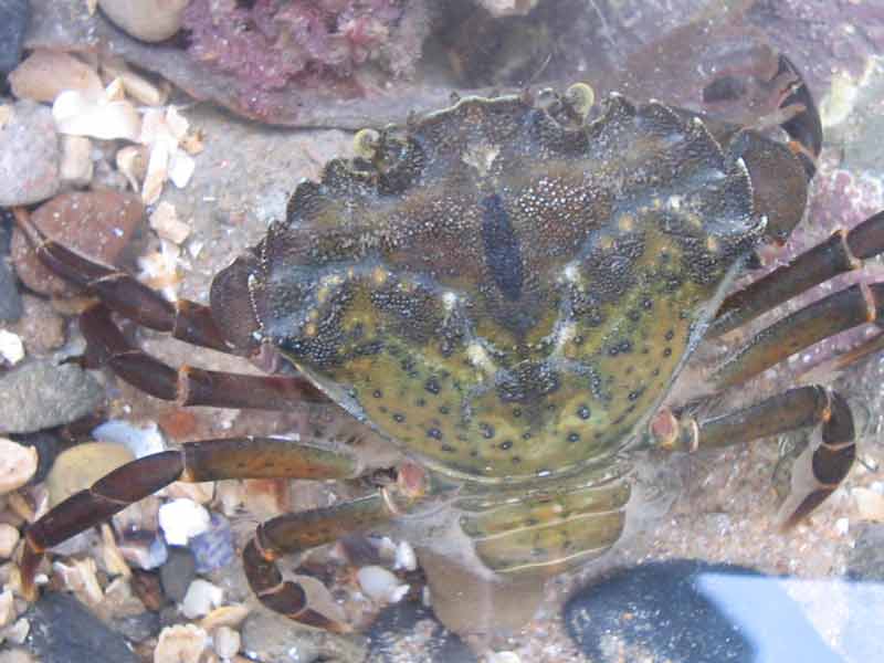 Dorsal view of egg-carrying Carcinus maenas.