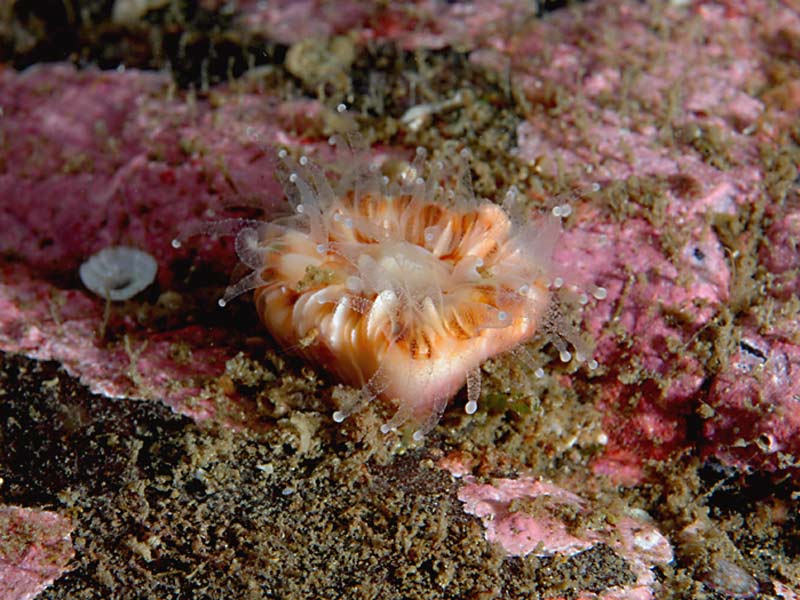 Devonshire cup coral, Caryophyllia smithii at Strome Narrows, Loch Carron, Scotland.