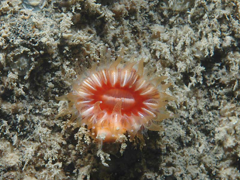 Caryophyllia smithii on the wreck of the Rosehill, south Devon.