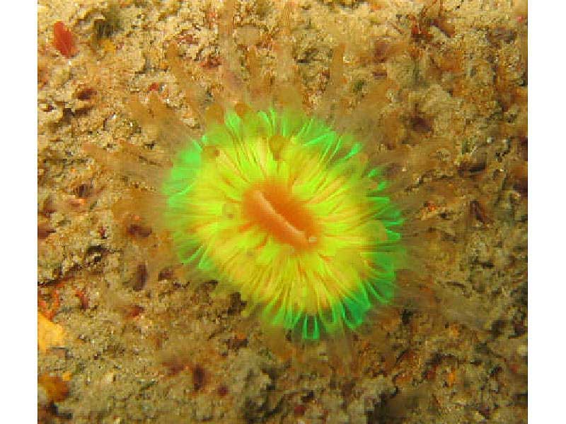 Caryophyllia smithii on the Manalces, south-west Cornwall.