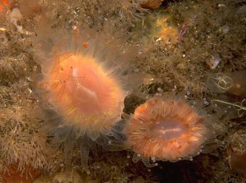 Devonshire cup coral, Caryophyllia smithii.