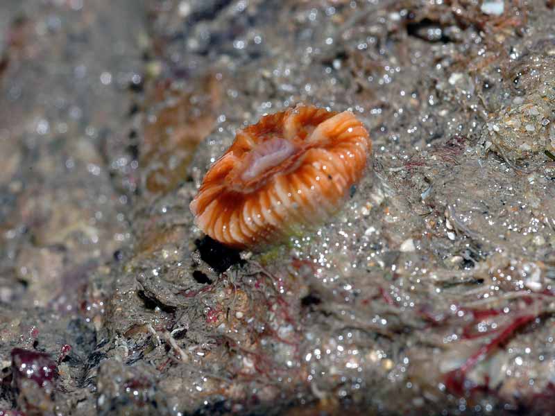 Lone Caryophyllia smithii on a rock.