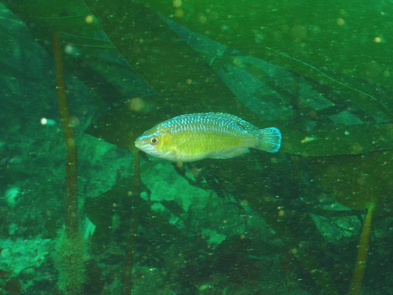 Centrolabrus exoletus swimming between seaweeds.