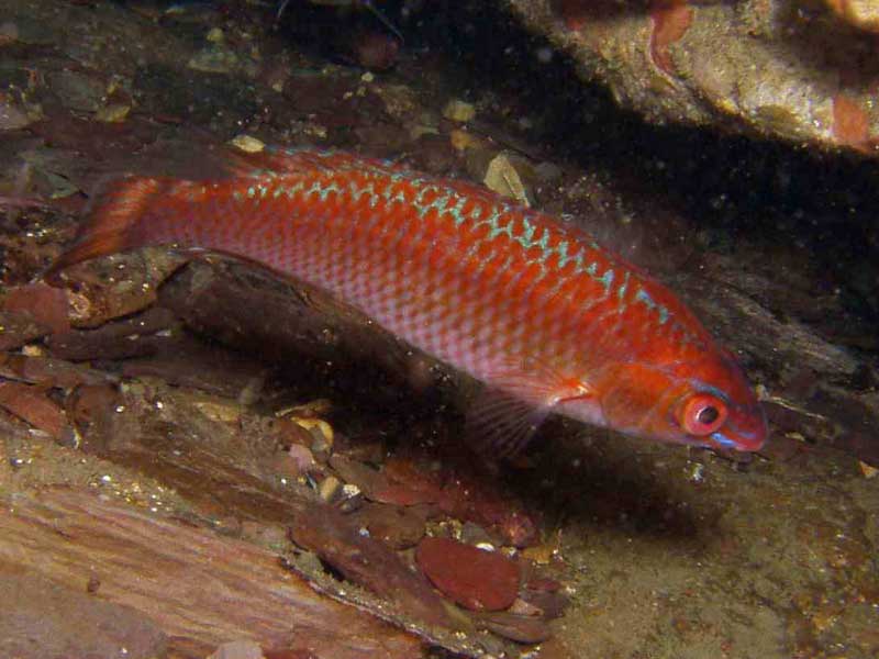 Red and blue Centrolabrus exoletus near a rocky crevice.