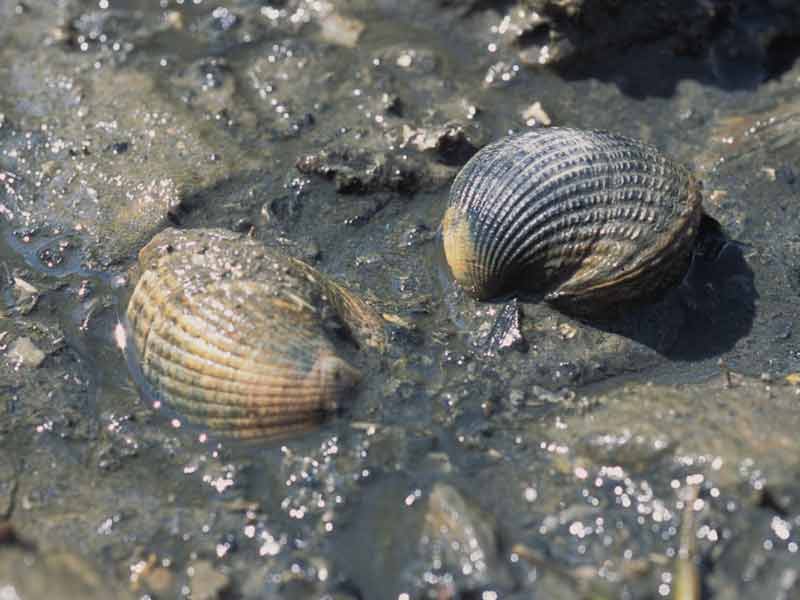 The common cockle Cerastoderma edule on mud surface.