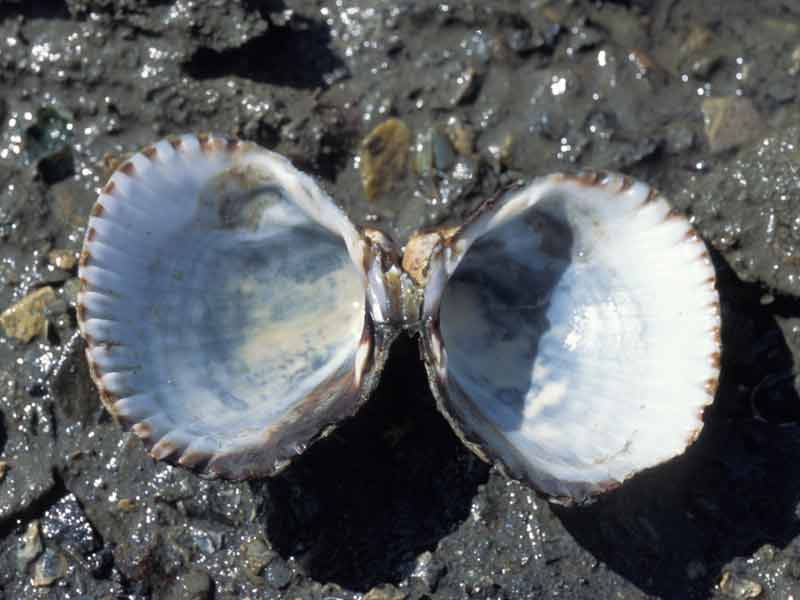 Shell of Cerastoderma edule opened to display hinge.