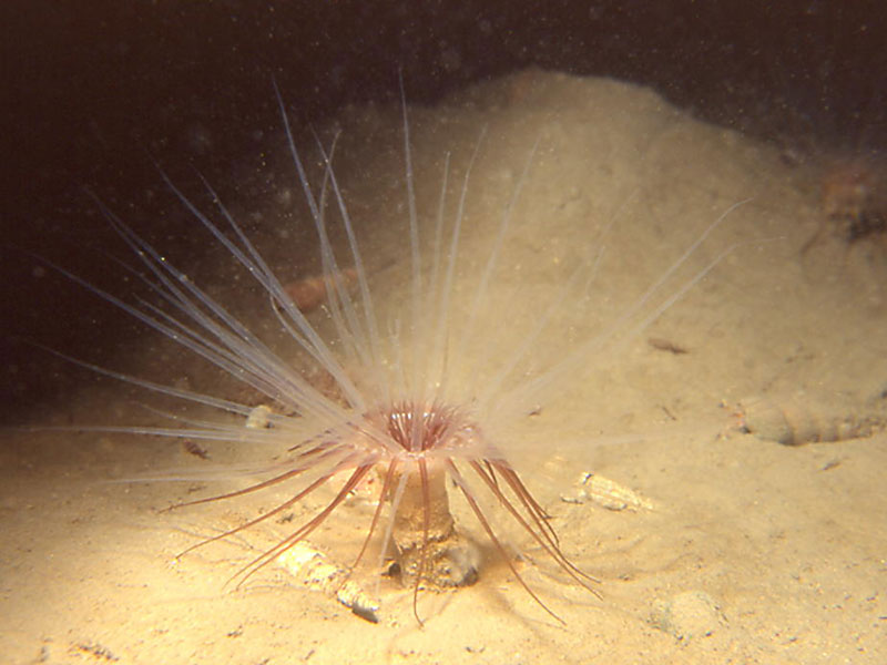 Cerianthus lloydii on sandy substrata in Loch Fyne, Scotland.