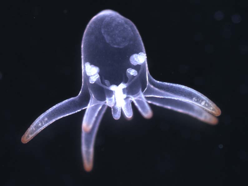 Arachnactis larva of Cerianthus lloydii from the plankton.