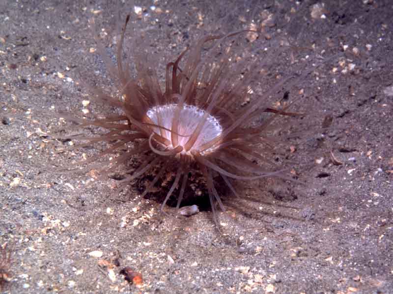 Cerianthus lloydii.