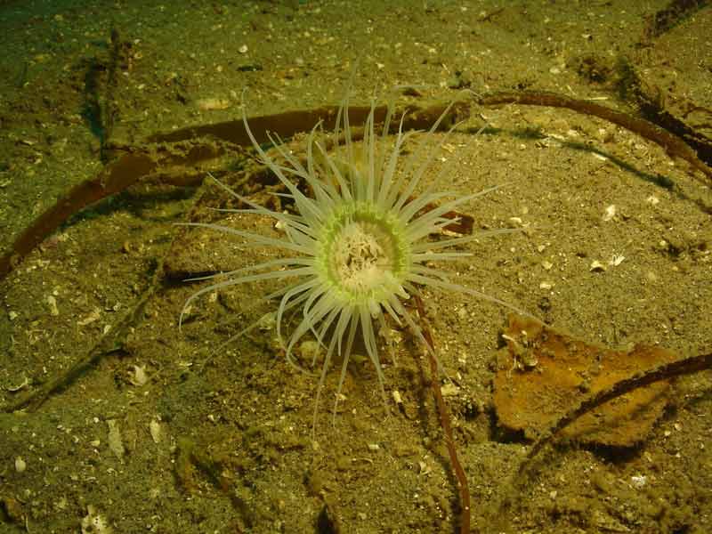 Lone Cerianthus lloydii on a sandy seabed in Doune.