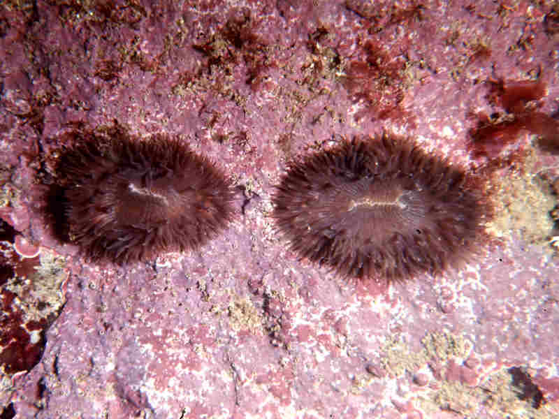 Two individuals of Cereus pedunculatus.