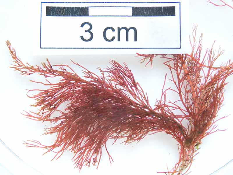 A specimen of Ceramium virgatum with a branch of Corallina to the right.
