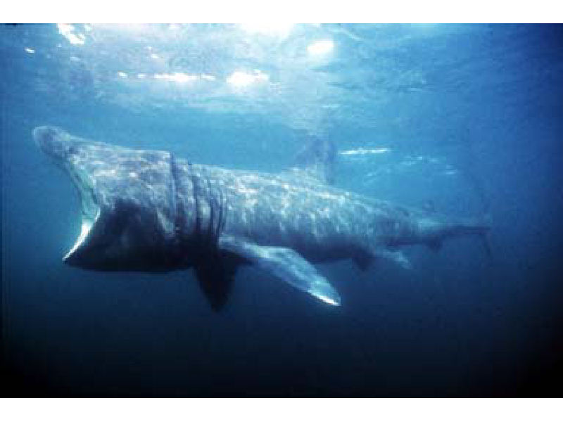 Basking shark feeding with gaping mouth.