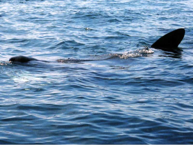 Cetorhinus maximus off Lands End, Cornwall.