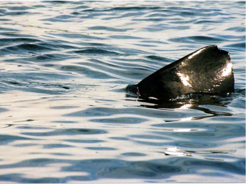 Close up of Cetorhinus maximus dorsal fin.