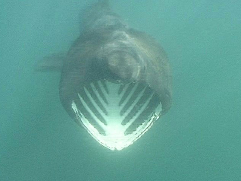 Cetorhinus maximus feeding in the Channel Isles.