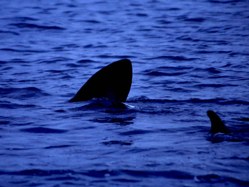 Image: Basking shark fin at surface.