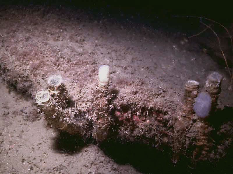 Tubes of Chaetopterus variopedatus.