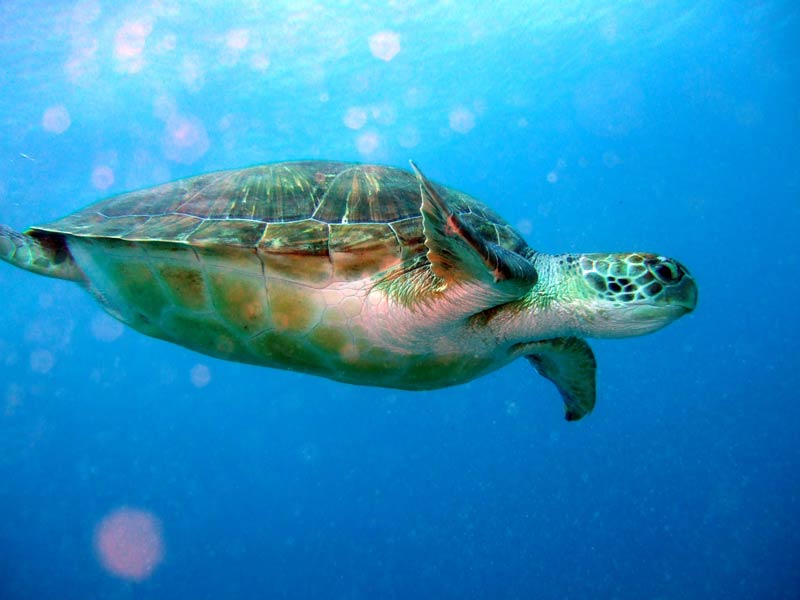 Image: Chelonia mydas swimming throught the open ocean, viewed side-on.