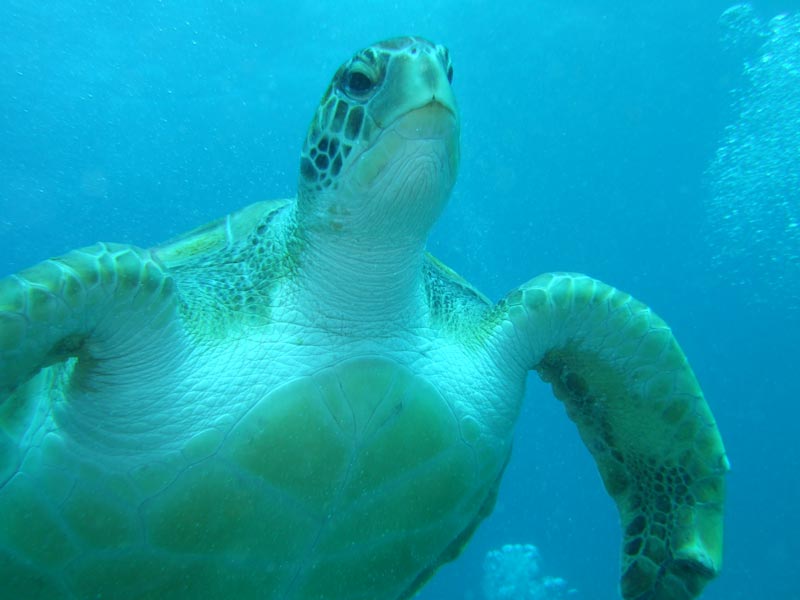 Upper body of Chelonia mydas viewed from beneath.