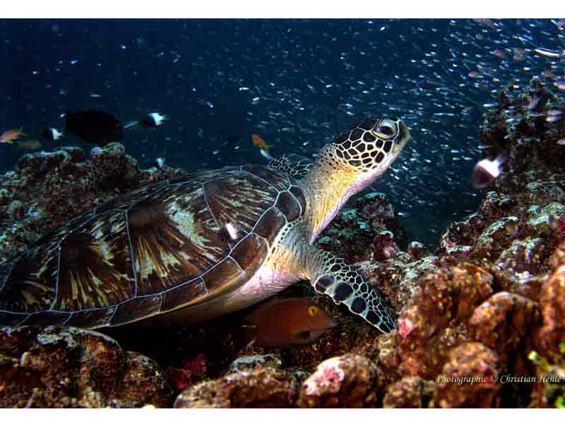 The green turtle Chelonia mydas in Kenya.