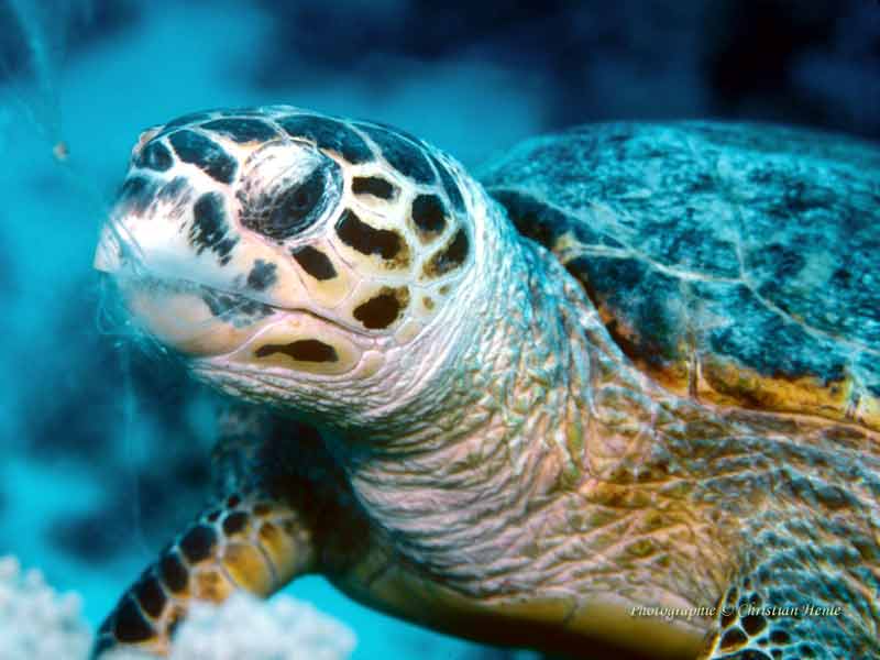 Head of Hawksbill turtle, taken in the Red Sea.