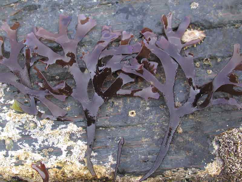 Image: The seaweed Chondrus crispus.