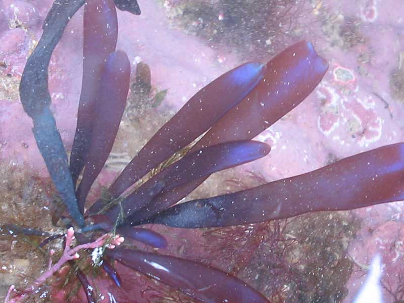 Chondrus crispus in shallow murky water.