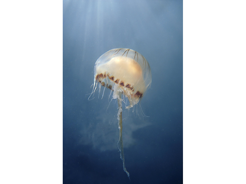 Chrysaora hysoscella in the Channel Isles.