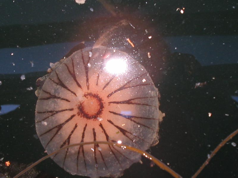 Image: Dome of Chrysaora hysoscella.