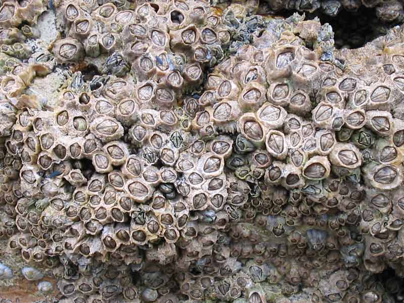Image: Mostly Chthamalus montagui with a few other barnacles.