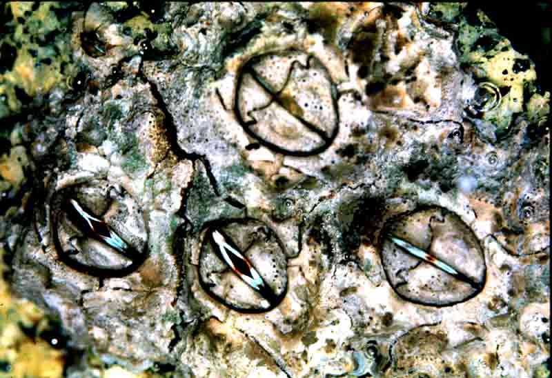 Close up of Chthamalus stellatus from about Mid Tide Level seen underwater.