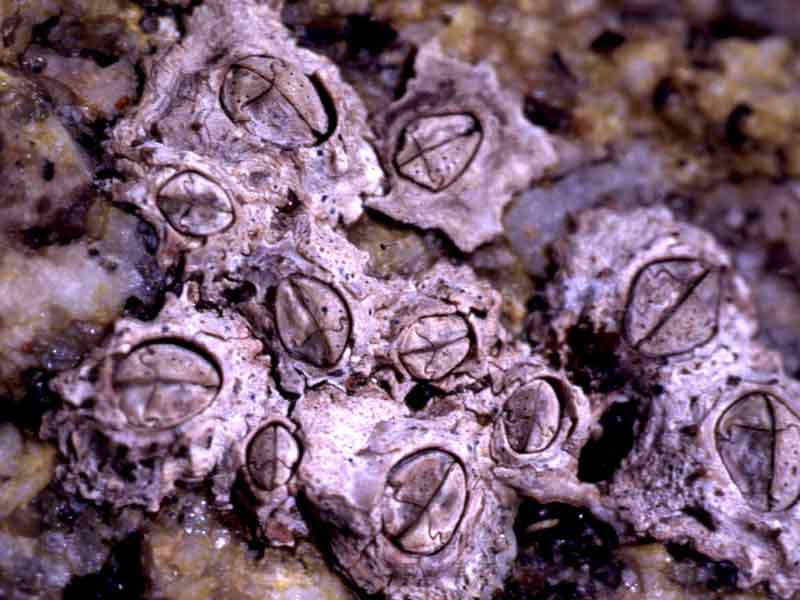 Image: Predominantly Chthamalus stellatus; three Chthamalus montagui on the right.