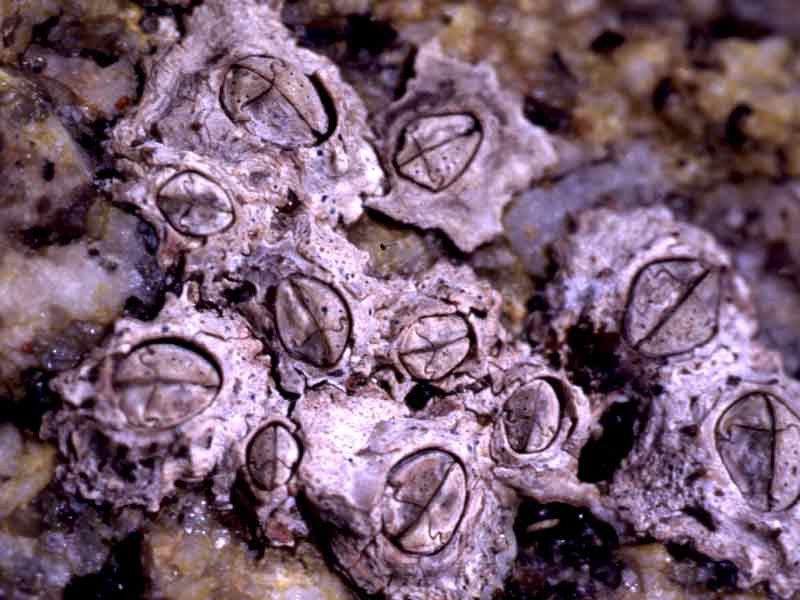 Predominantly Chthamalus stellatus; three Chthamalus montagui on the right.