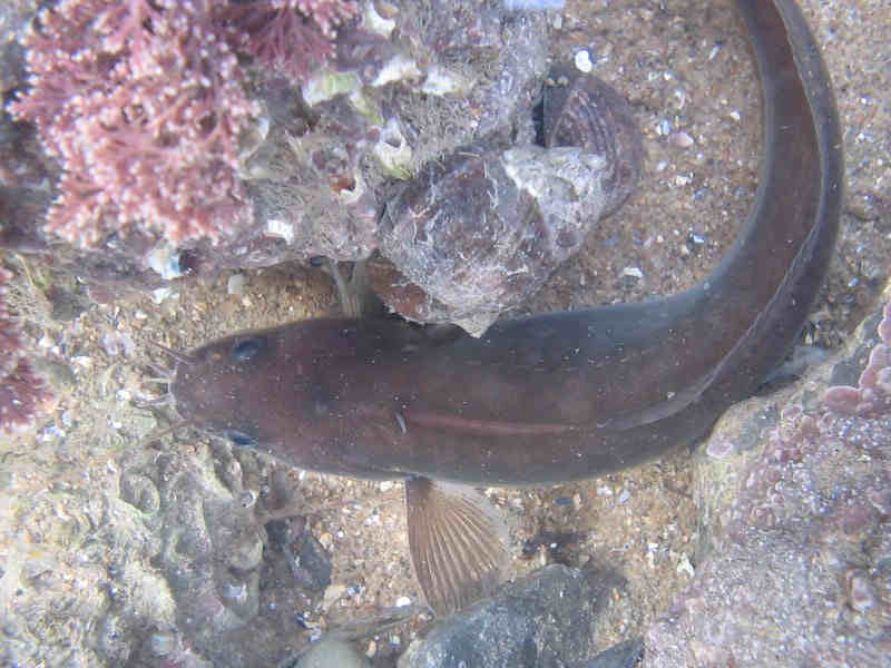 The five-bearded rockling Ciliata mustela with five visible barbels.