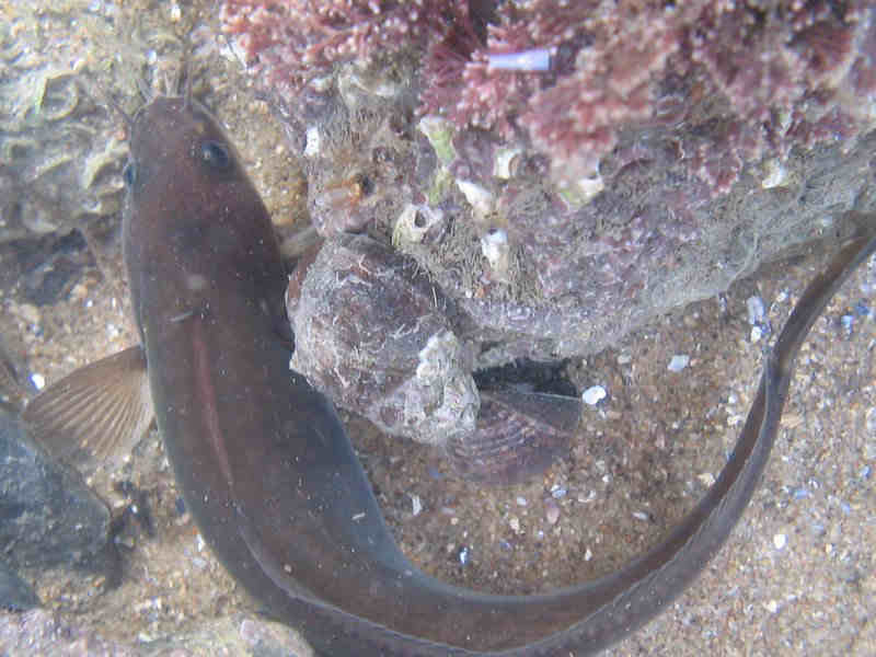 Five-bearded rockling Ciliata mustela.