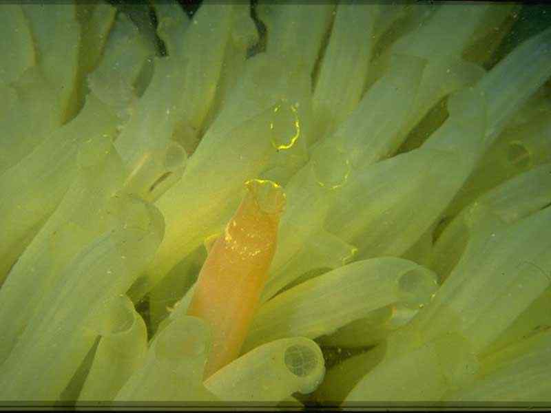 Dense aggregation of Ciona intestinalis.