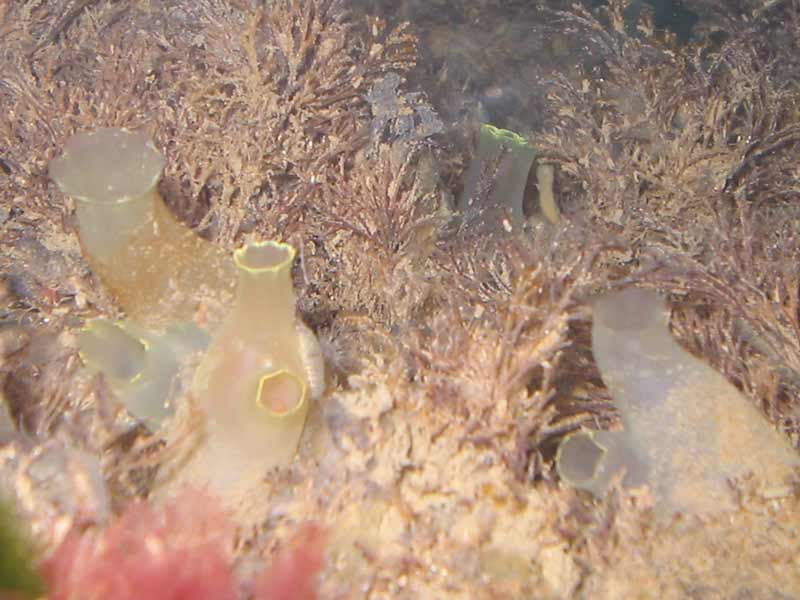 Image: Ciona intestinalis in shallow waters.
